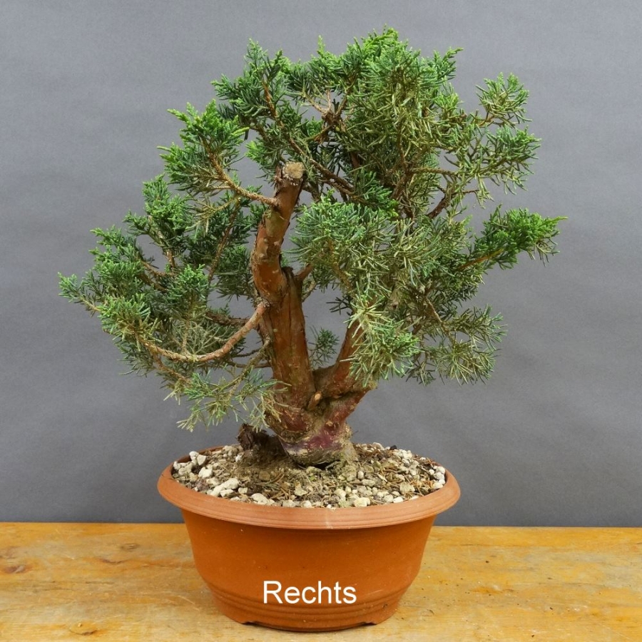 Juniperus chinensis 'Blaauw'
